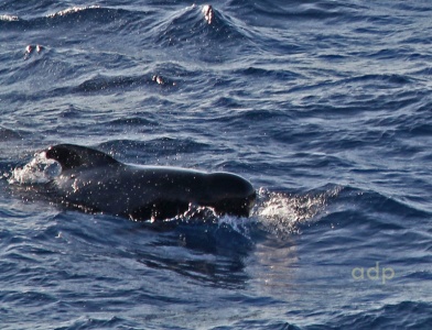 Long-finned Pilot Whale (Globicephala melanea) Alan Prowse